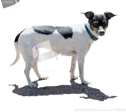 Image of Rat Terrier