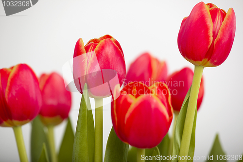 Image of Orange Tulips