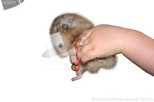 Image of hamster