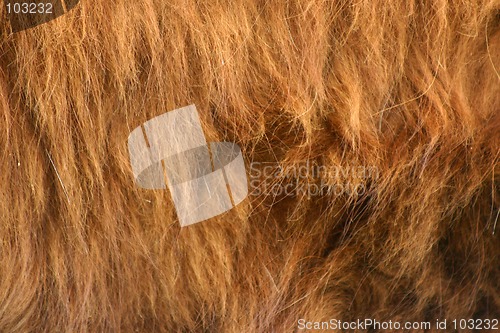 Image of highlander fur