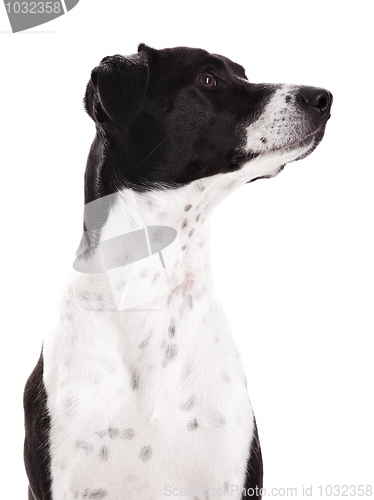 Image of Dog portrait