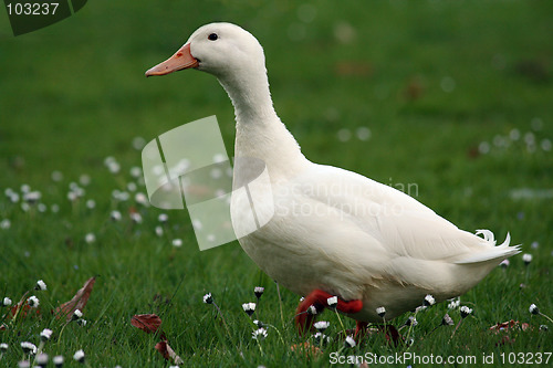 Image of duck