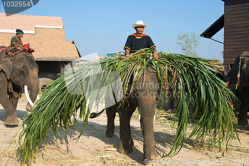 Image of The annual elephant roundup in Surin 2010