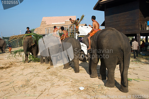 Image of The Annual Elephant Roundup in Surin, Thailand