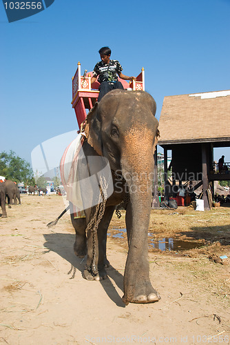 Image of The Annual Elephant Roundup in Surin, Thailand