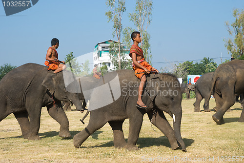 Image of The Annual Elephant Roundup in Surin, Thailand