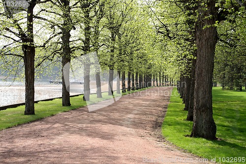 Image of In the spring, trees in the park near the lake water