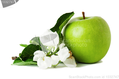 Image of green apple and blossoming branch 