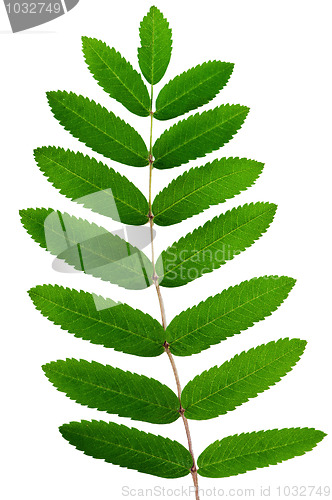 Image of  Leaf of a mountain ash, it is isolated on white