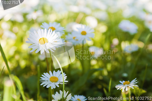 Image of  Glade of blossoming daisies, close up