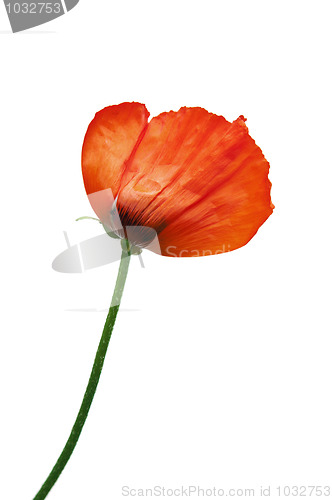 Image of  Red poppies after a rain, it is isolated on white