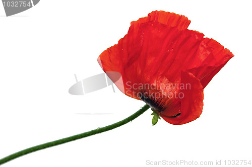 Image of  Red poppies after a rain, it is isolated on white
