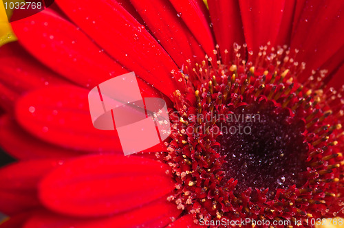 Image of Autumn bouquet of flowers a close up, a background