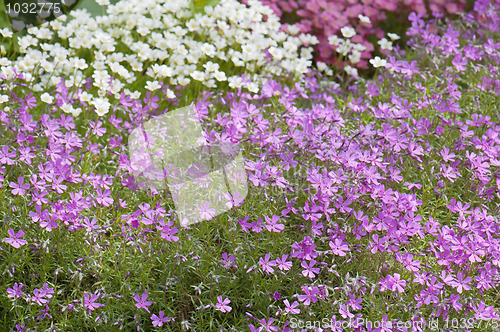 Image of Well-groomed spring garden 