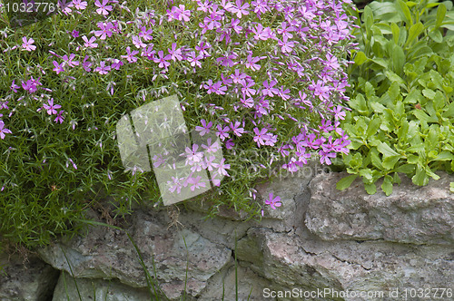 Image of Well-groomed spring garden 