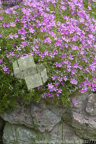 Image of Well-groomed spring garden 