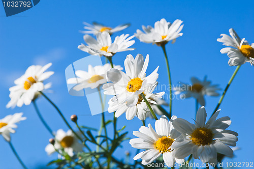 Image of Field chamomile flower against the blue sky 