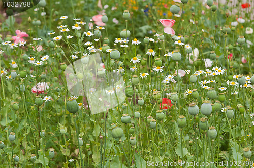 Image of Well-groomed spring garden