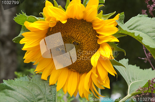 Image of Bees on a flower of a sunflower