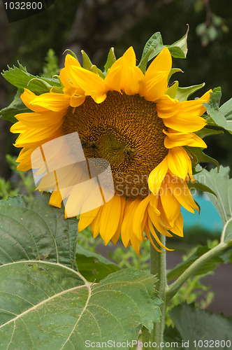 Image of Bees on a flower of a sunflower