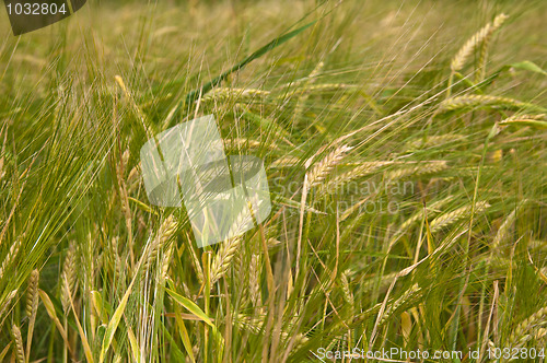 Image of Cereal field of a wheat in the summer