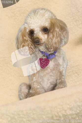 Image of Toy Poodle