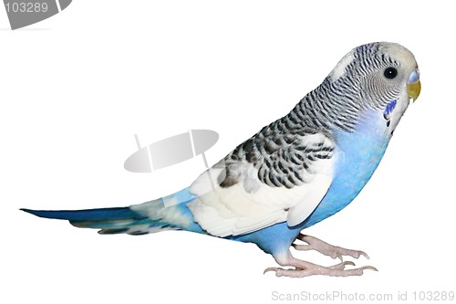 Image of Blue Parakeet