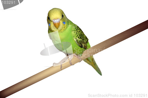 Image of Perched Parakeet