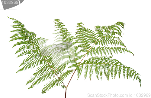 Image of Fern leaf 