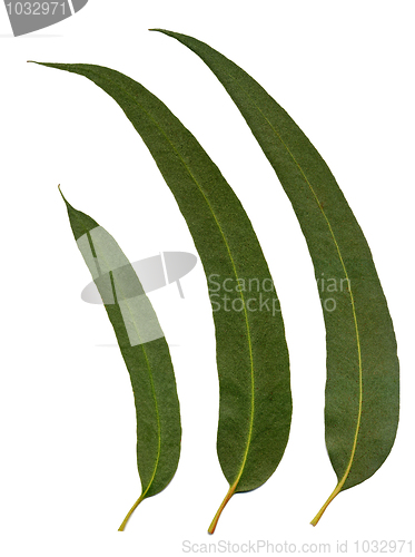 Image of Eucalyptus Leaves 