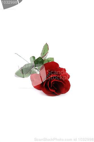 Image of Red rose.