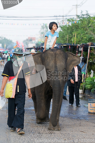 Image of The Annual Elephant Roundup in Surin, Thailand