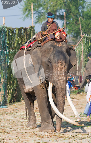 Image of The Annual Elephant Roundup in Surin, Thailand
