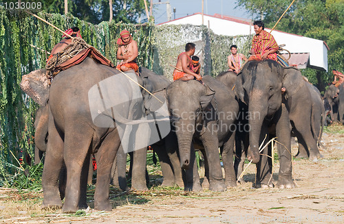 Image of The Annual Elephant Roundup in Surin, Thailand