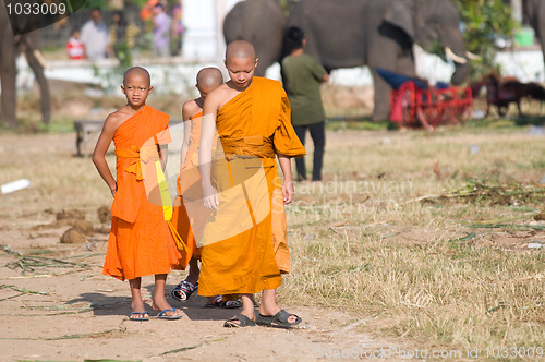 Image of The Annual Elephant Roundup in Surin, Thailand