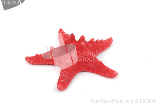 Image of sea star