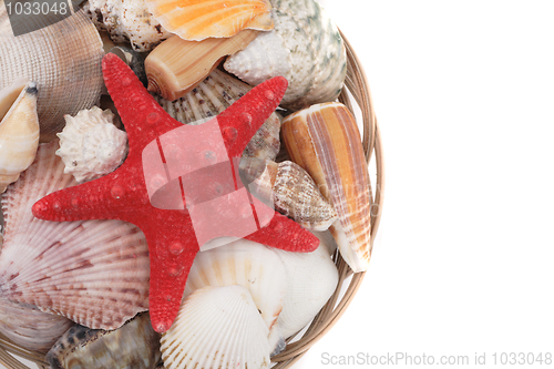 Image of sea shells