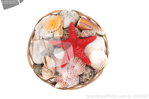 Image of sea shells