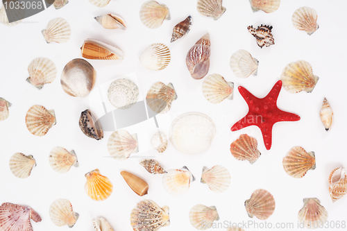 Image of sea shells