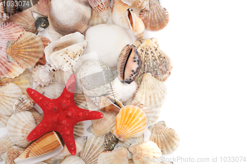 Image of sea shells