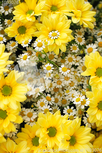 Image of yellow and white flowers 