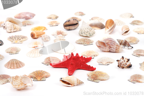 Image of sea shells