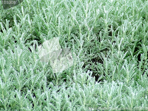 Image of Conifer texture