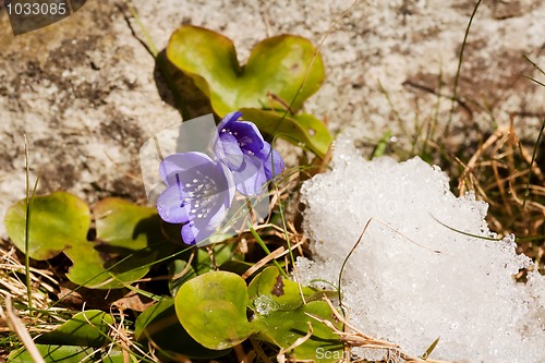 Image of Blue anemone