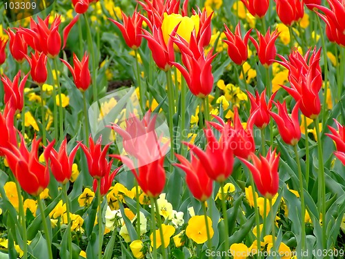 Image of Field of flowers