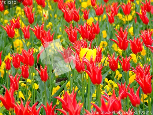 Image of Field of flowers 2
