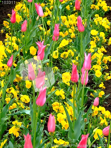 Image of Field of flowers 3