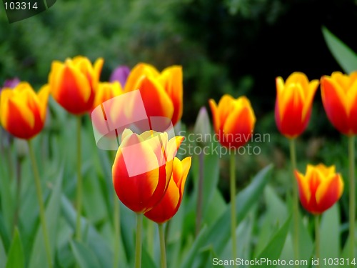 Image of Red and yellow tulips