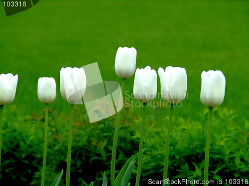 Image of Seven tulips