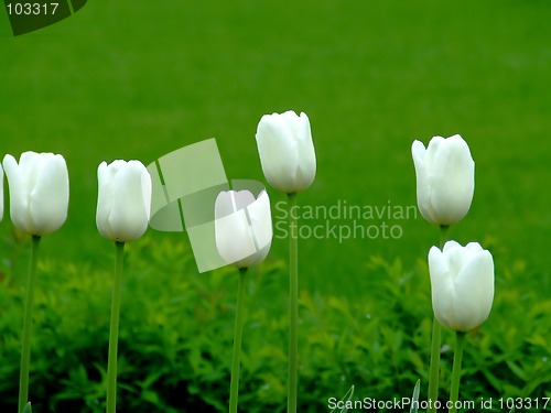 Image of Six tulips